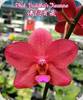 Phal. Buddhas Treasure